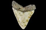 Fossil Megalodon Tooth - North Carolina #108893-1